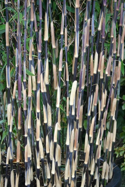 Bambus hitter i haven – sådan holder du liv i de grønne stængler