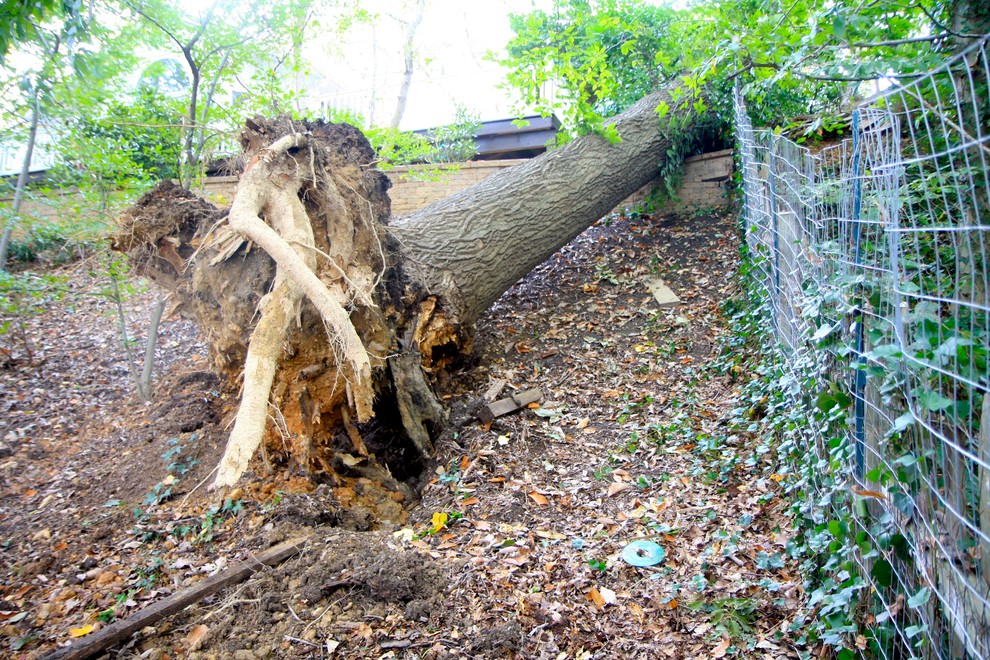 What To Fill Tree Trunk/Root Hole With?