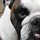stacy_farrar1564