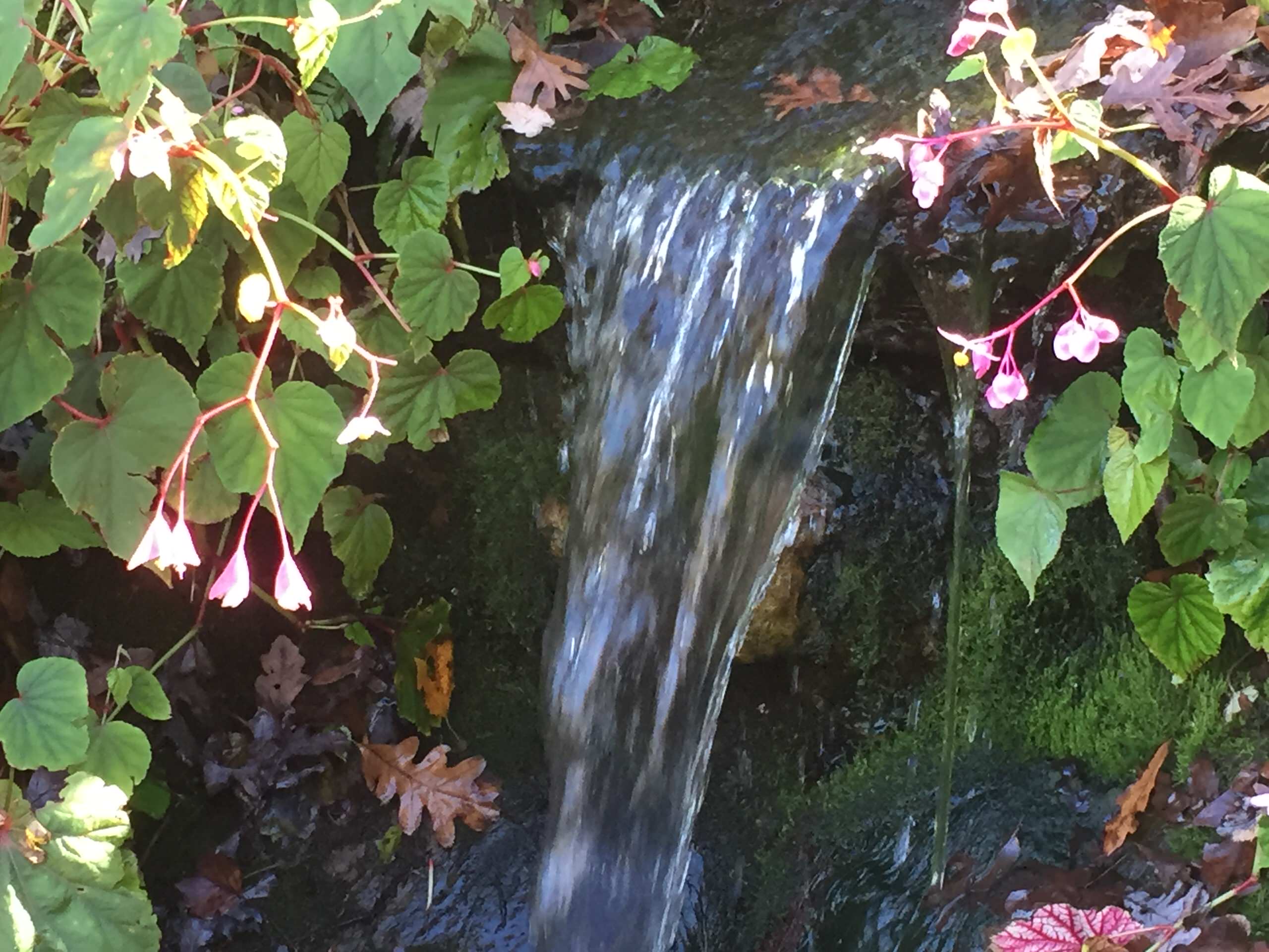 Waterfall and begonias in autumn