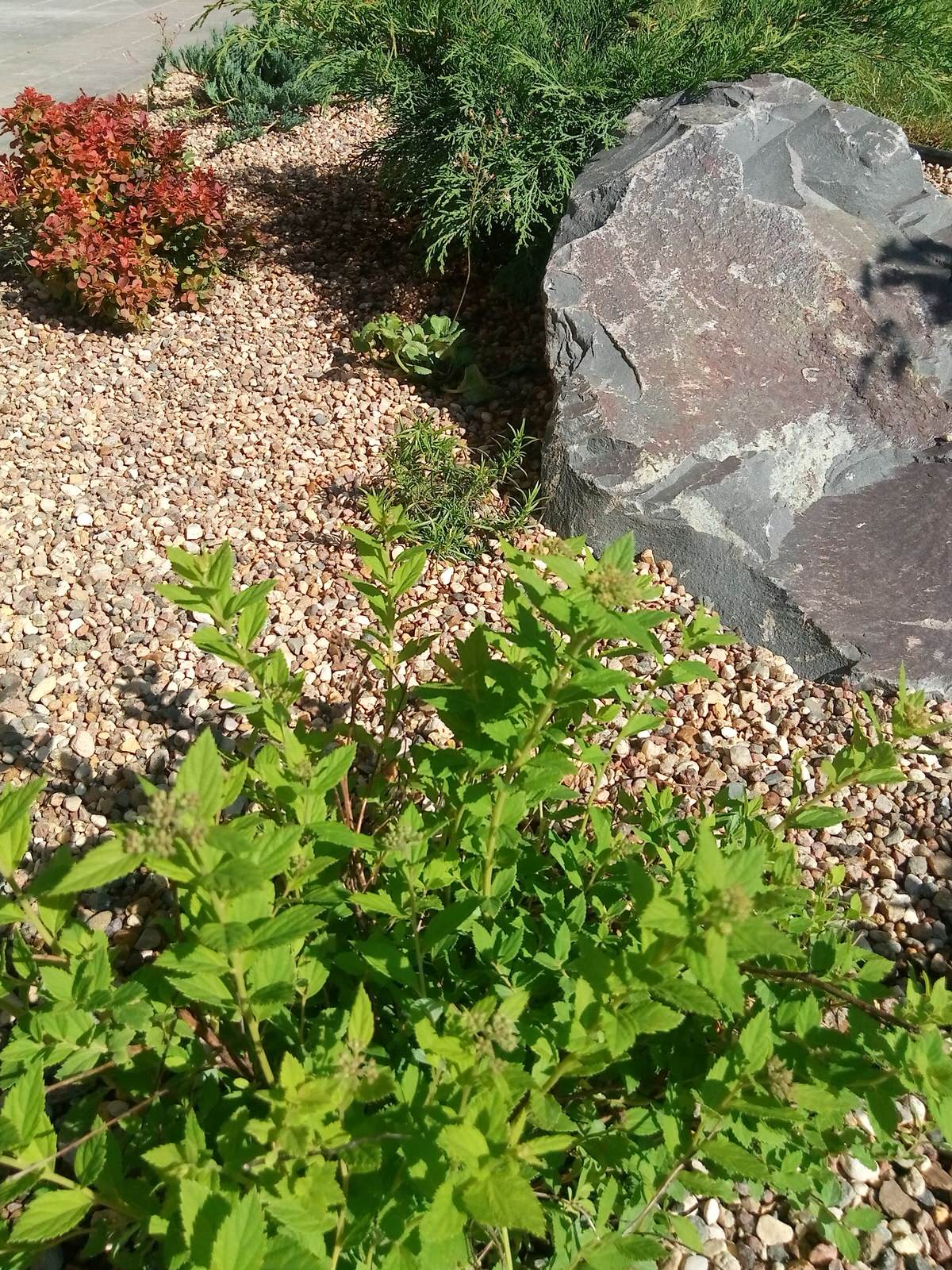 Берёзки и камни