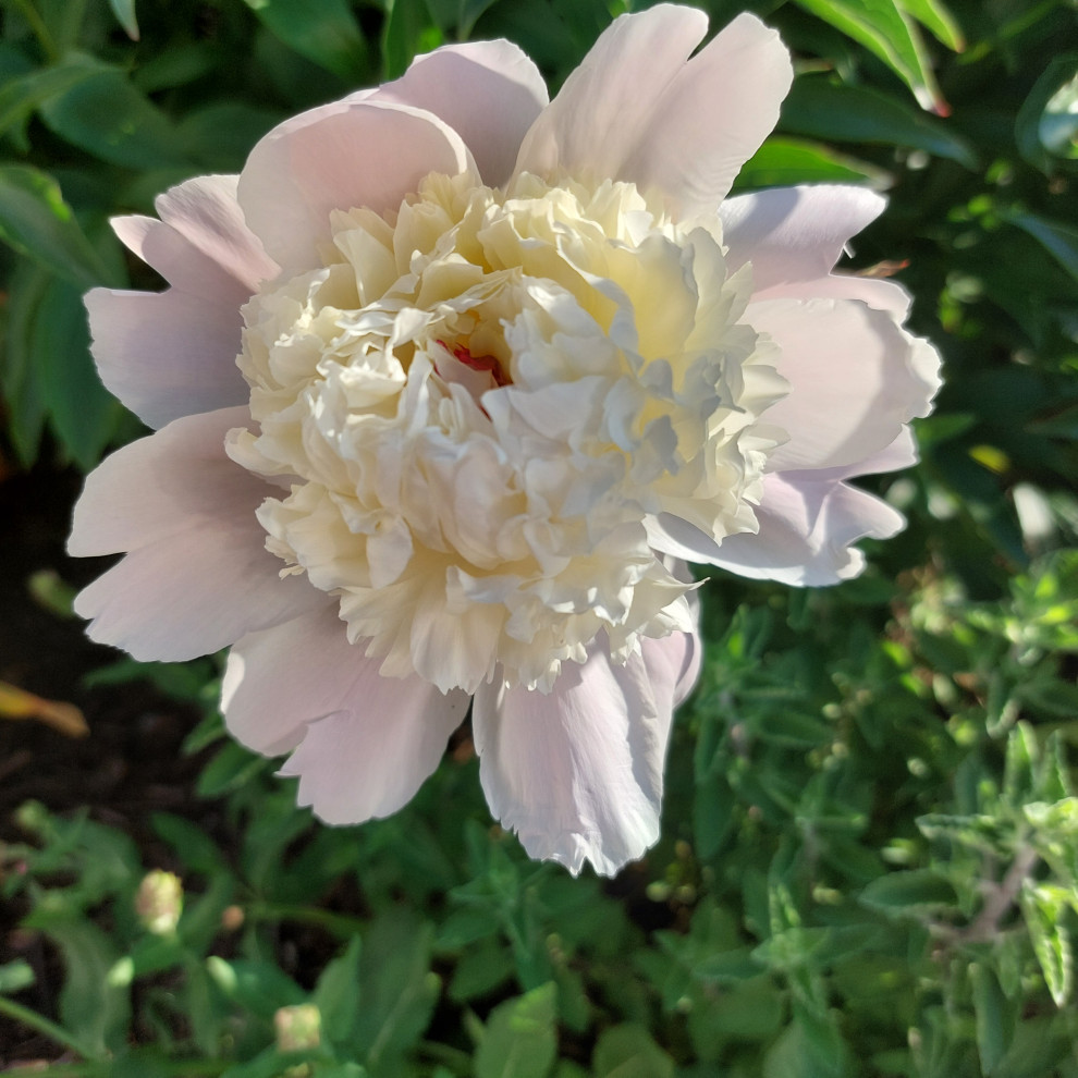 peony様❣️専用ページ Please help me identify this peony - zone6b | Houzz Forum