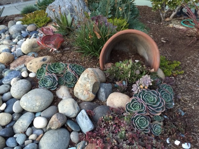 Front yard succulent garden - Contemporary - Landscape - San Francisco - by  User | Houzz