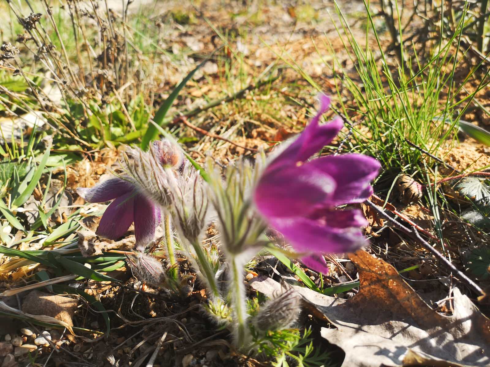 Участок на склоне с лугом и лесом.