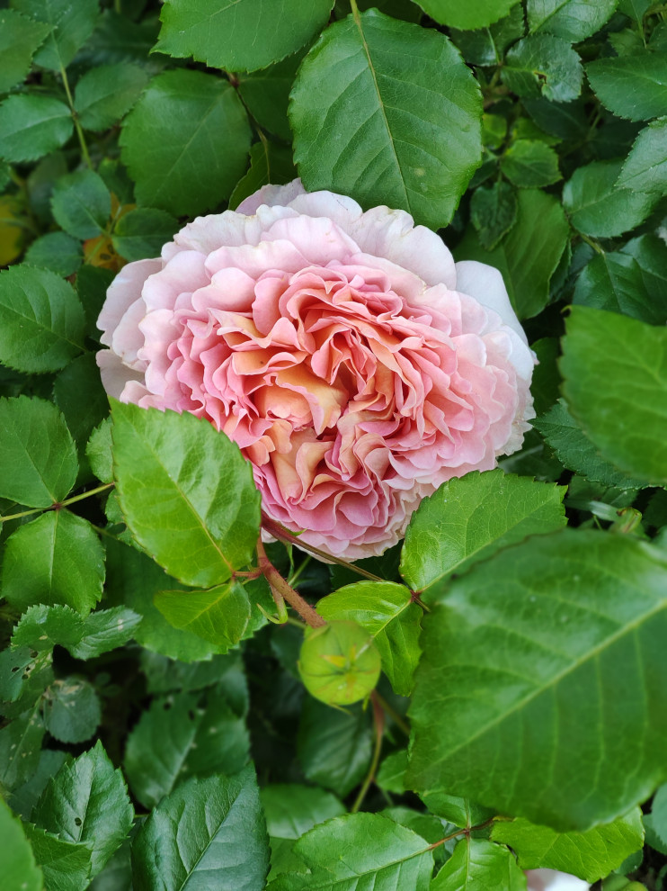 "Мурановские кружева"