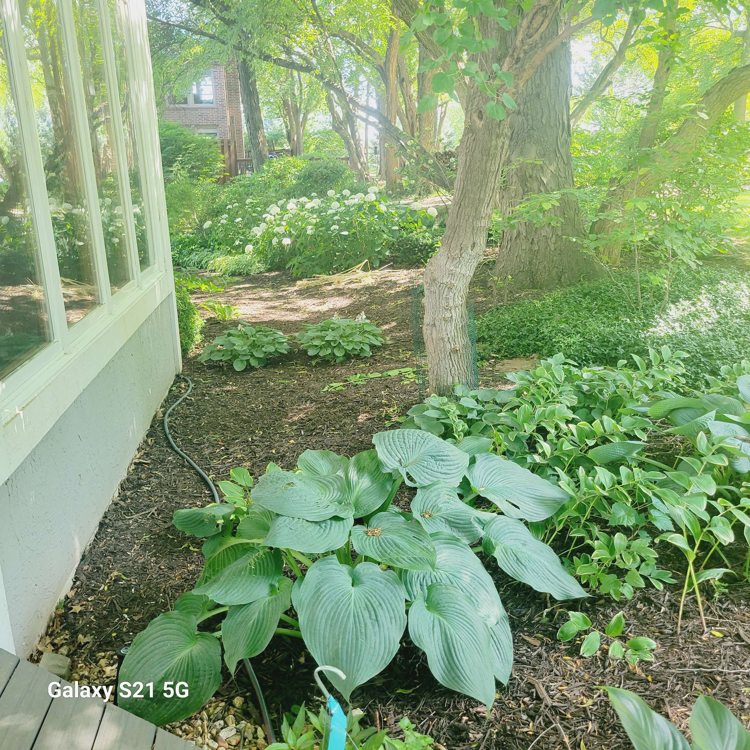 2023  Leawood Woodland Path BEFORE