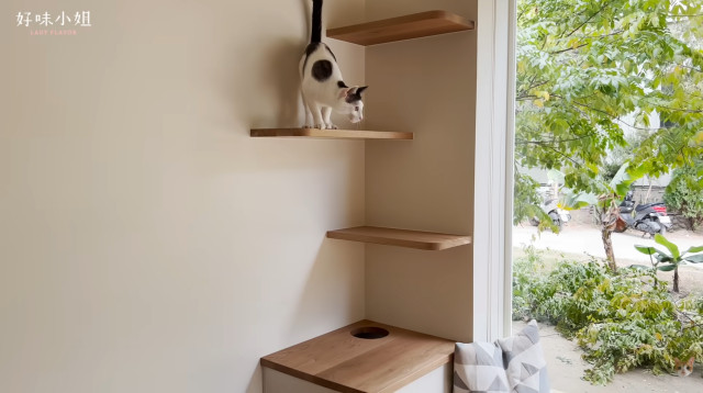 catify 