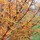 Last commented by maple_grove_gw