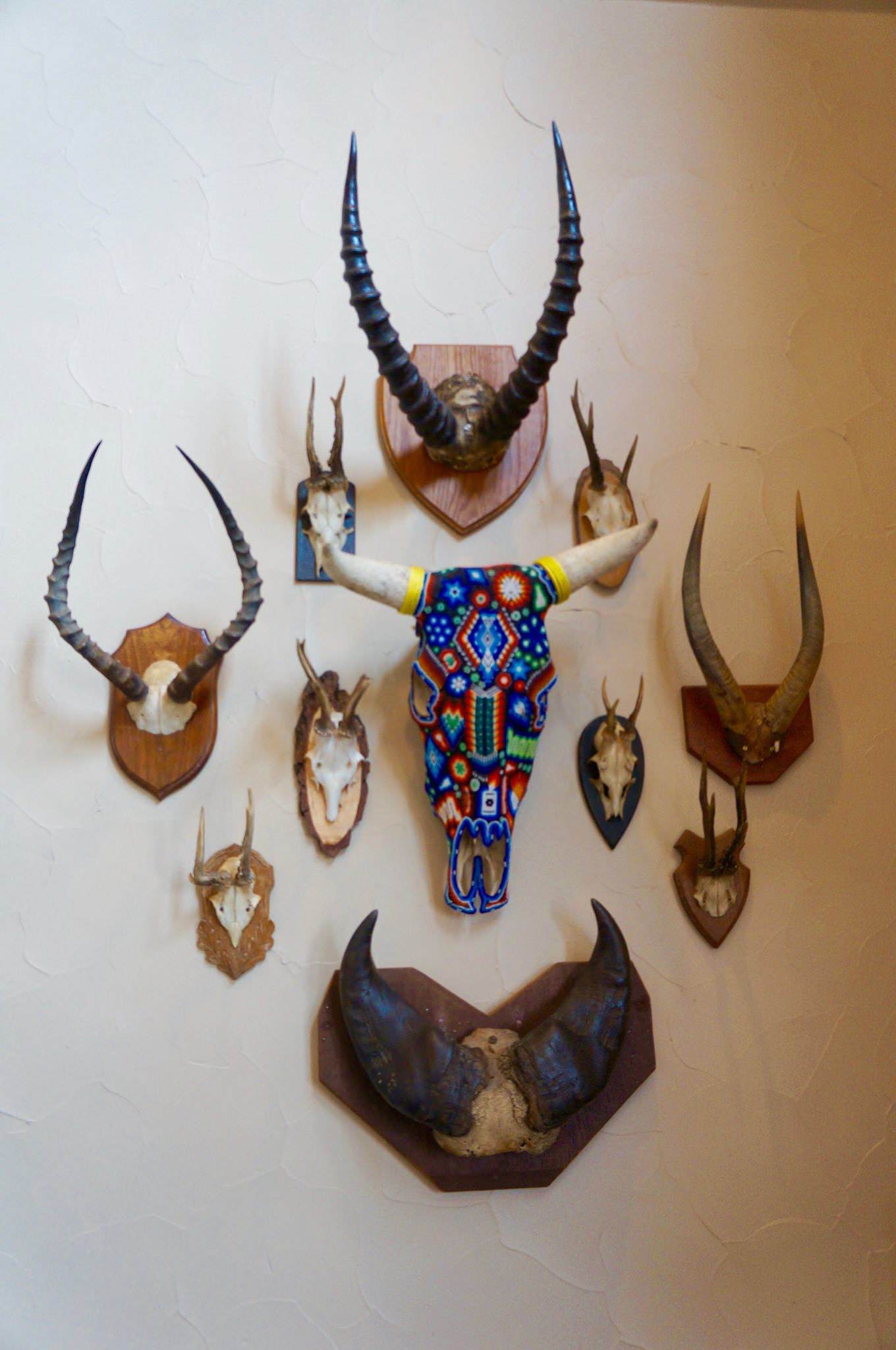 Skull/horn mounts, living area wall