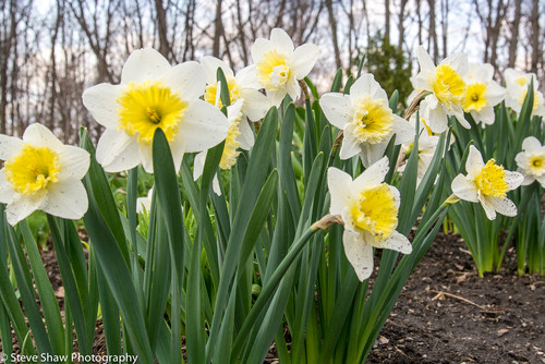 This is a new planting for me this year along the road. Narcissus Tete 