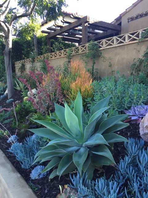 Succulent Hillside American Southwest Garden San Diego By