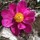 rosalina_caiazza