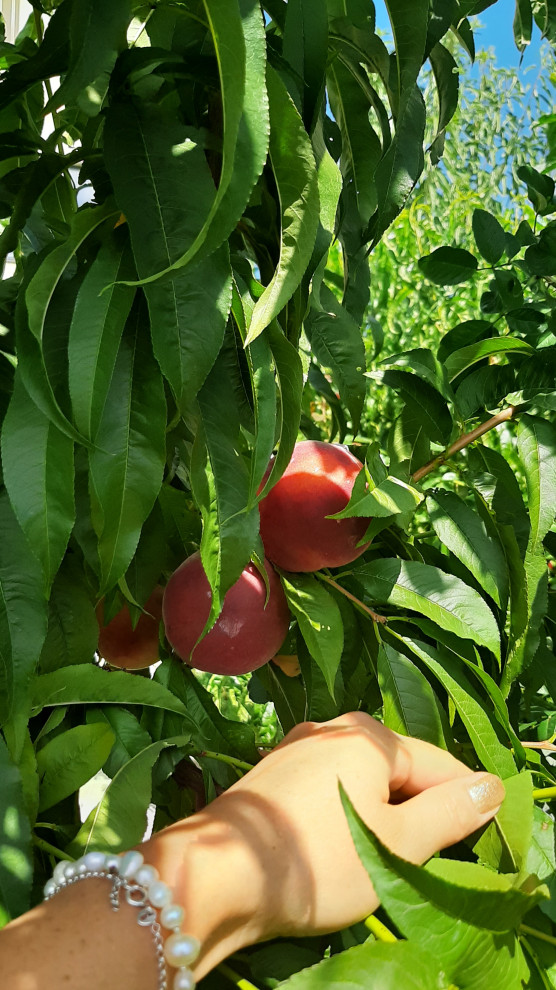 Ландшафтный дизайн