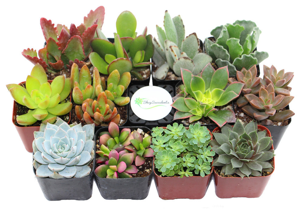 2" Unique Succulent Variety Collections, 12 Pack