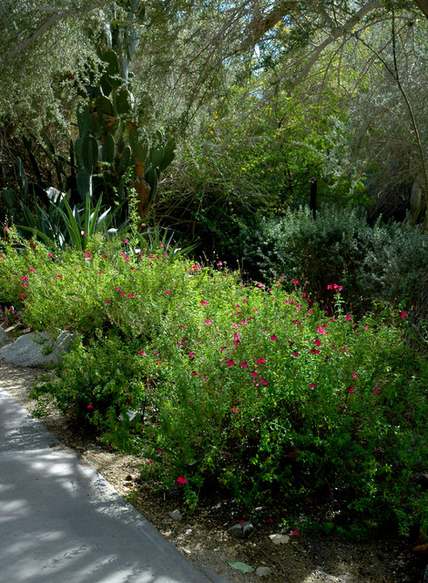 Great Design Plant Autumn Sage Brings Color And Butterflies