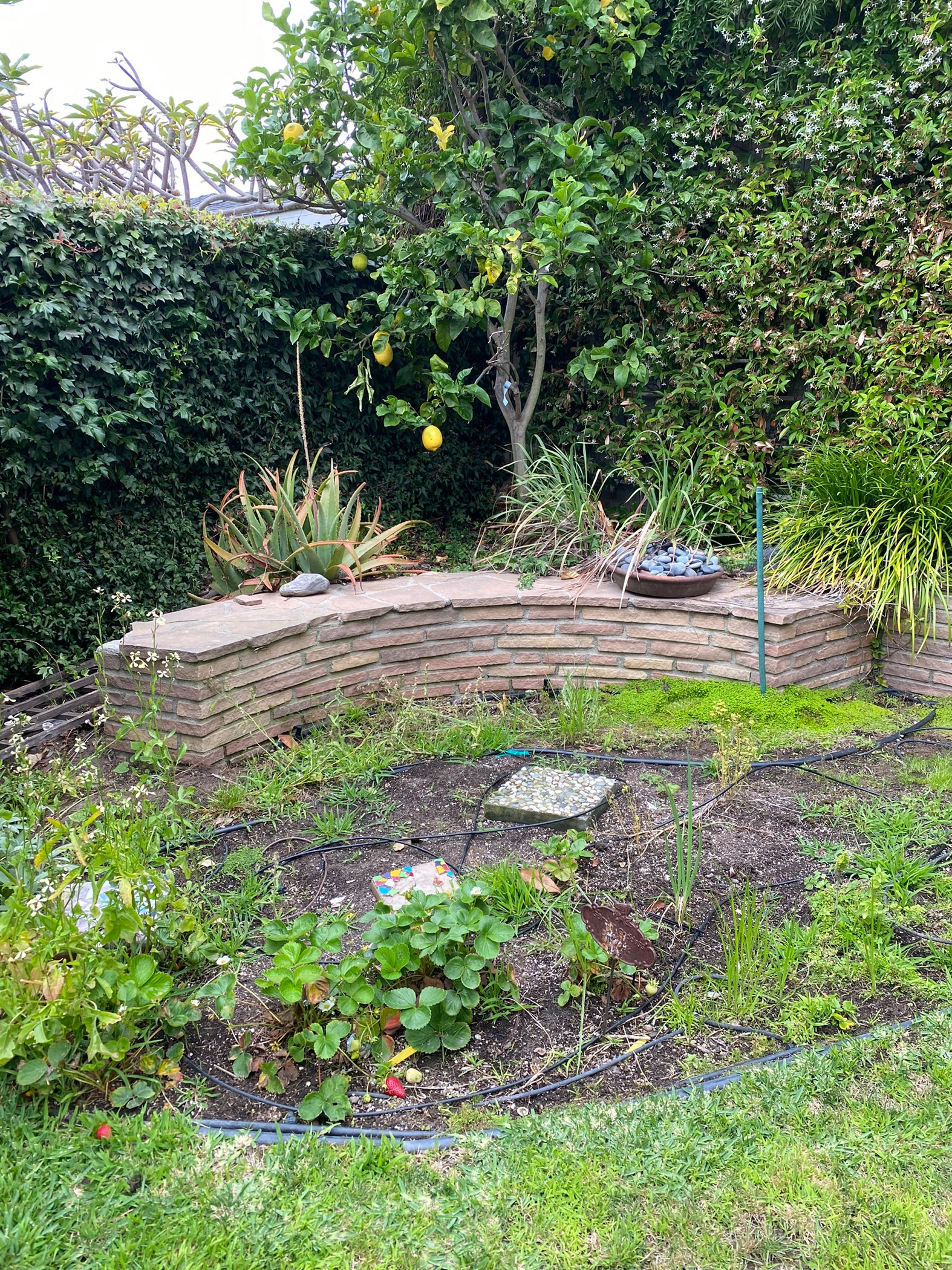 Hermosa Beach: Pollinator Garden