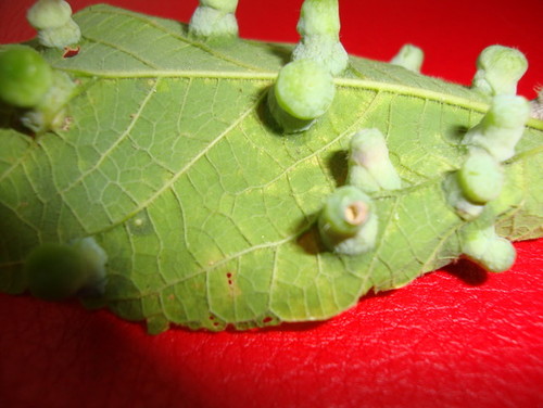 Bumps On My Trees Leaves