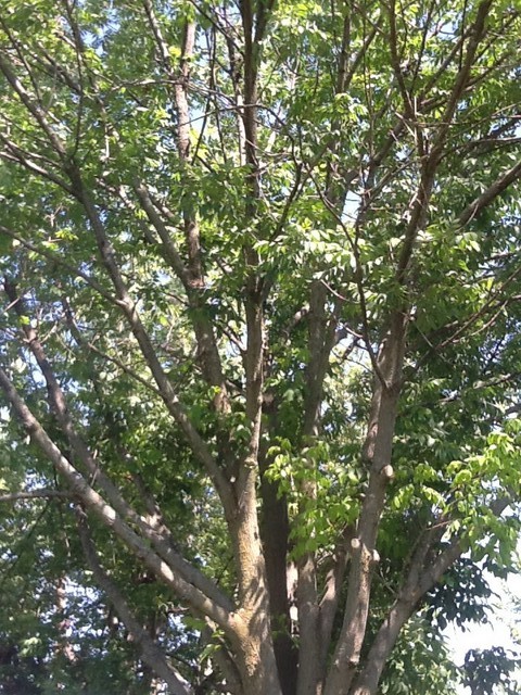 Ash Tree? Is it dying?