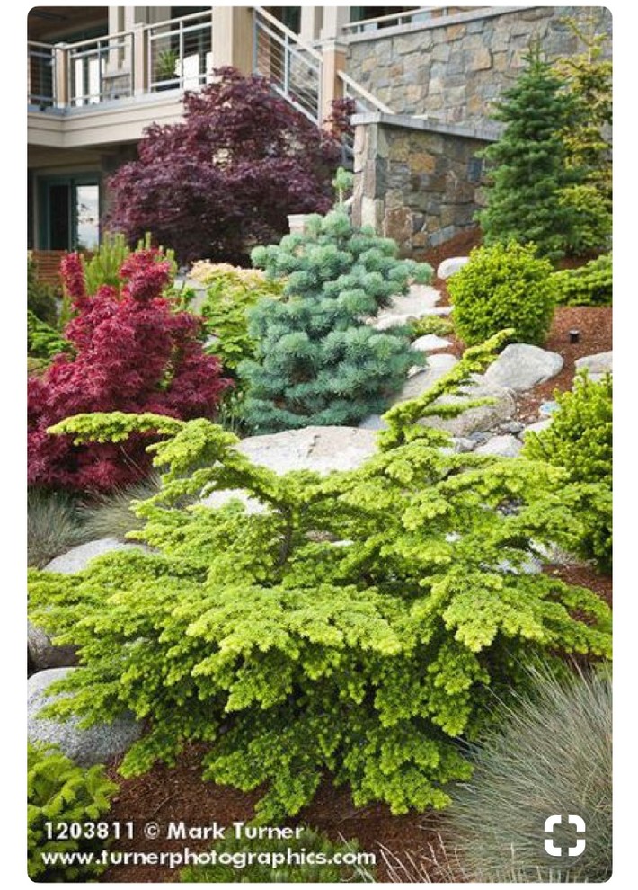 Can you identify these conifers?