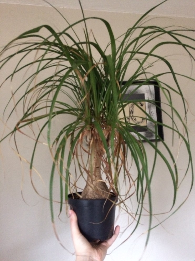 Ponytail Palm brown leaves | Houzz Forum