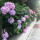 jennifer_singley38
