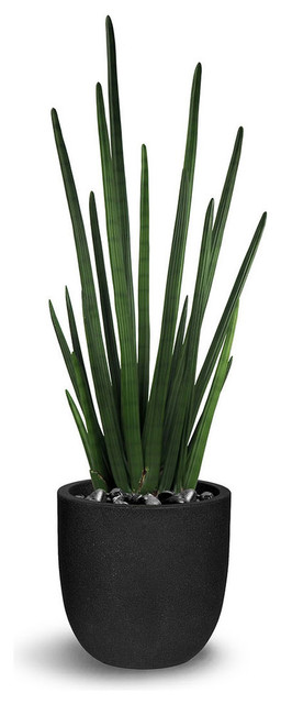 Artificial Sansevieria Cylindrica Modern Artificial Plants And Trees By Le Present,What Is Frisee Aux Lardons