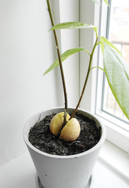 Avocadotræ I du din avocadoplante