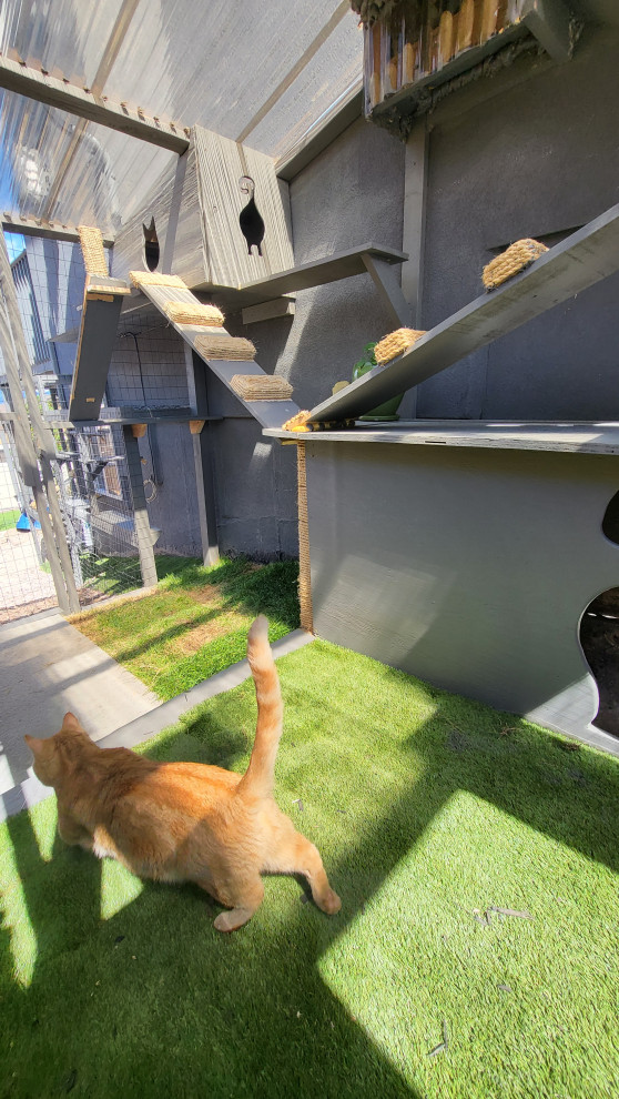 The Purr-fect Playground✨