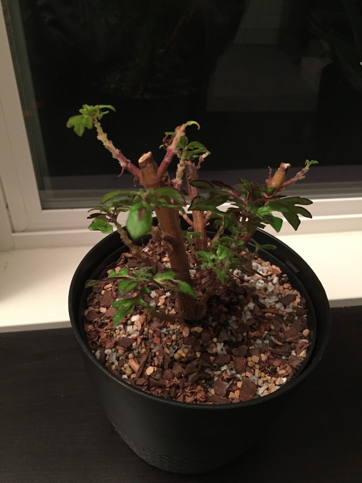 Coleus Bonsai | Houzz Forum