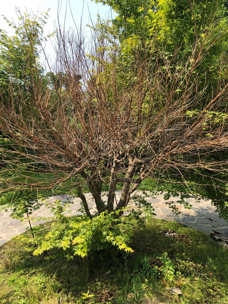 Japanese Maple half dead? Is there saving it?