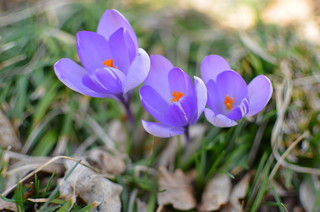 11 Classic Bulbs for Spring Blooms (21 photos)