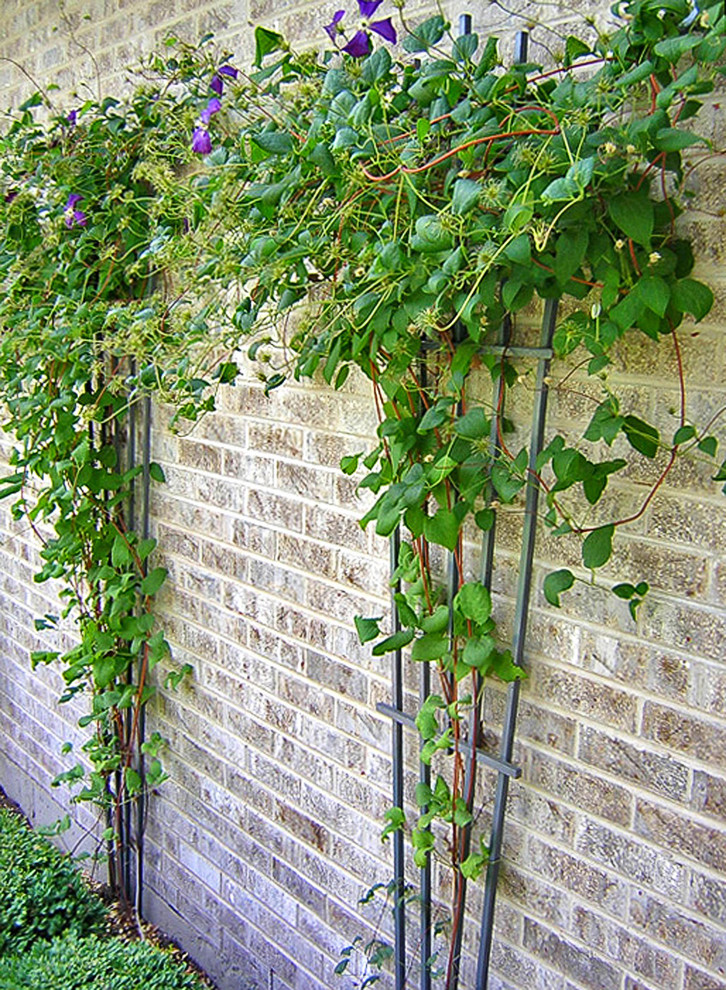 Inspiration for a traditional front yard garden in Chicago with a vertical garden and concrete pavers.