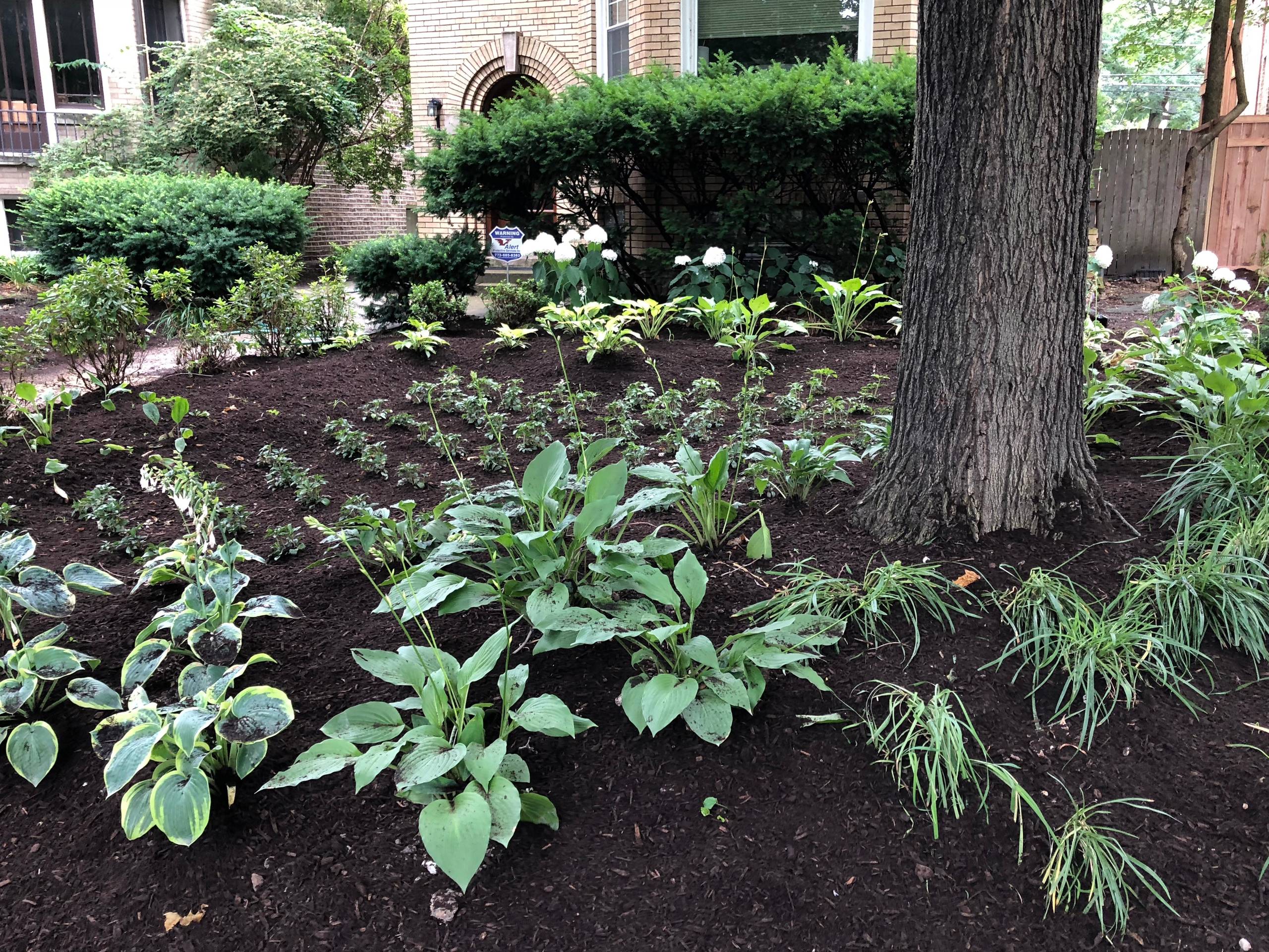 Shade Garden