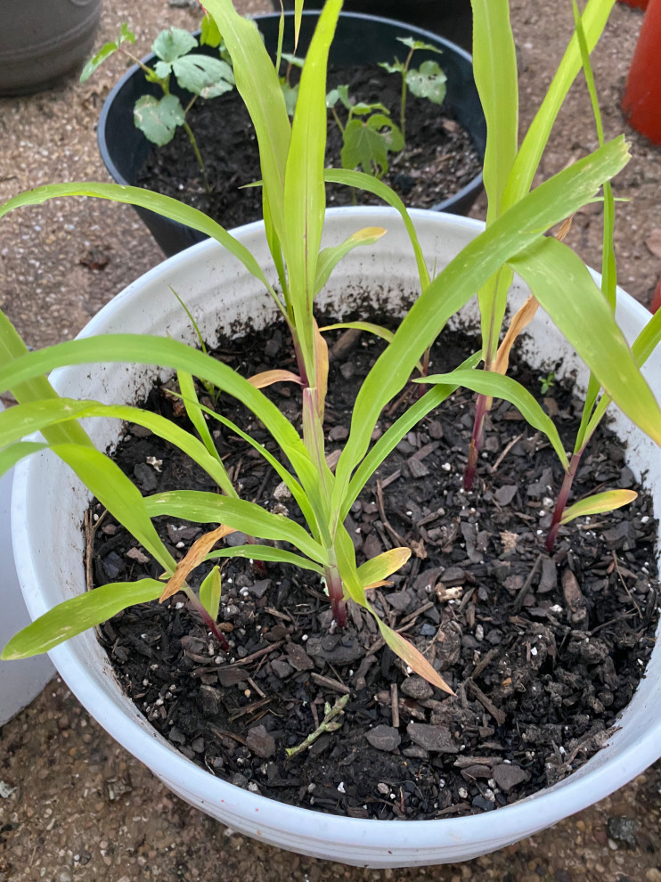 Corn leaves yellowing
