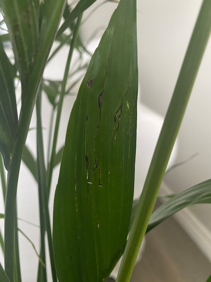 Brown dried tips and finding holes and long cuts in my Cat Palm leaves