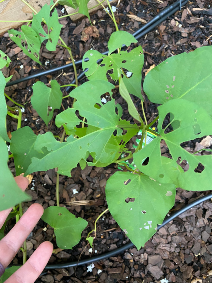 What is eating my sweet potato vine?