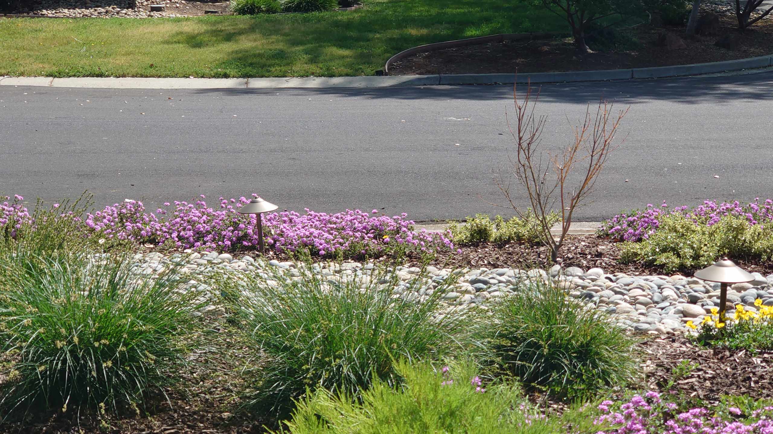 DESIGN TO COMPLIMENT MAPLE TREES