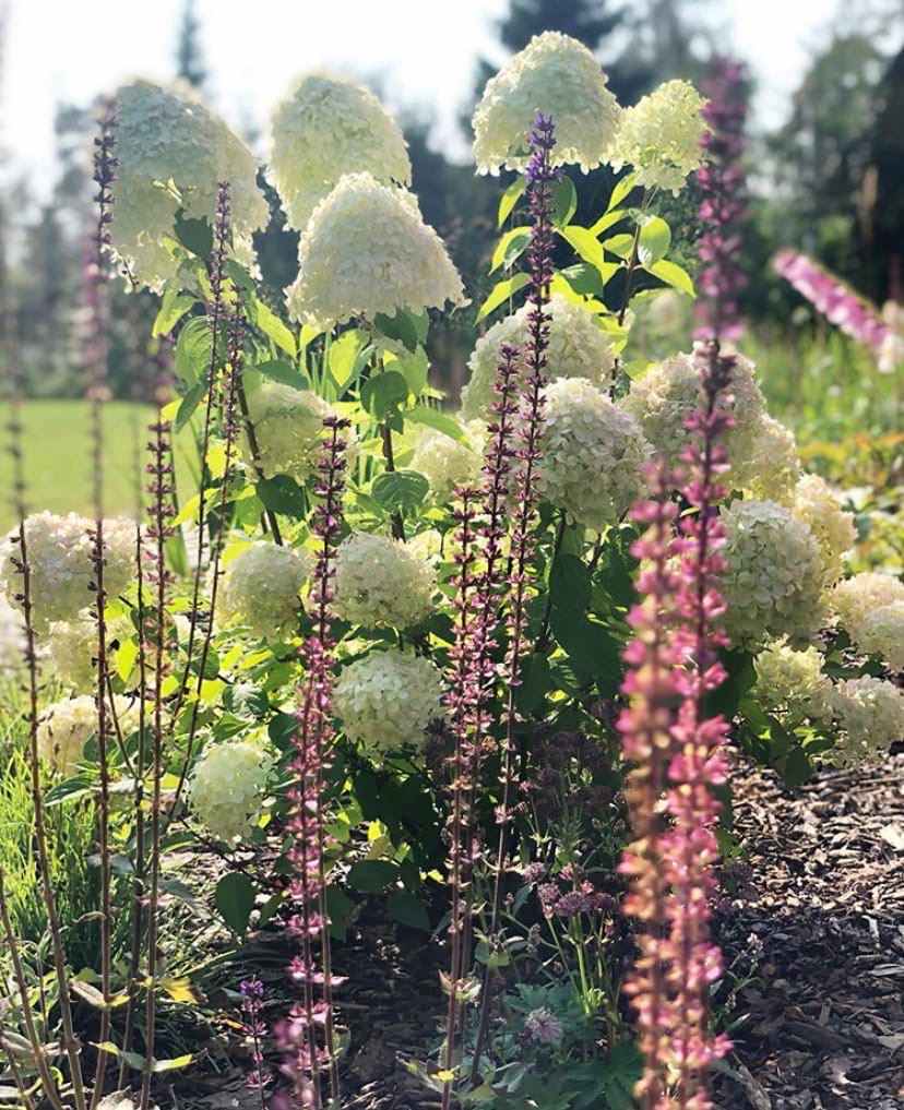 НОВОЕ ТОКСОВО