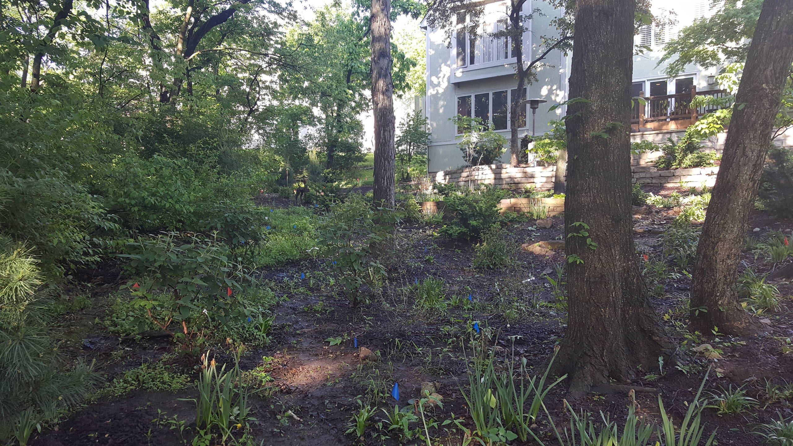 WOODLAND HILLSIDE