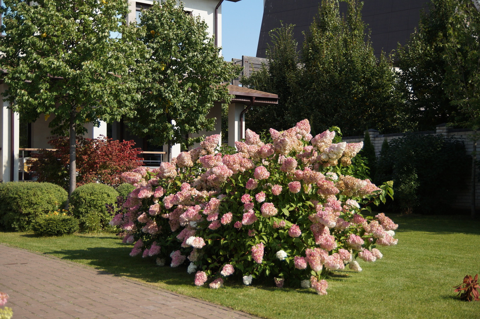 Гортензии много не бывает.