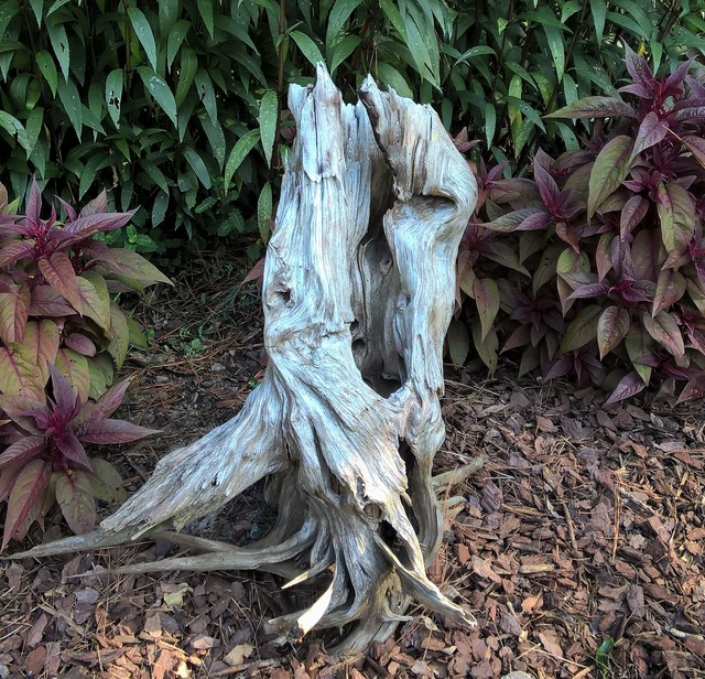 Integrating driftwood or raw-edge pieces as decorative focal points