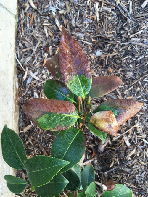 Camellia leaf browning and curling