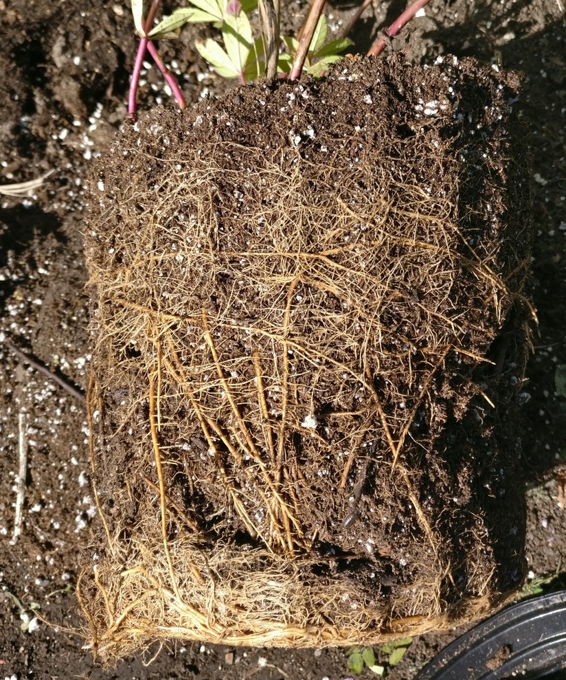 what-do-you-do-with-root-bound-before-planting