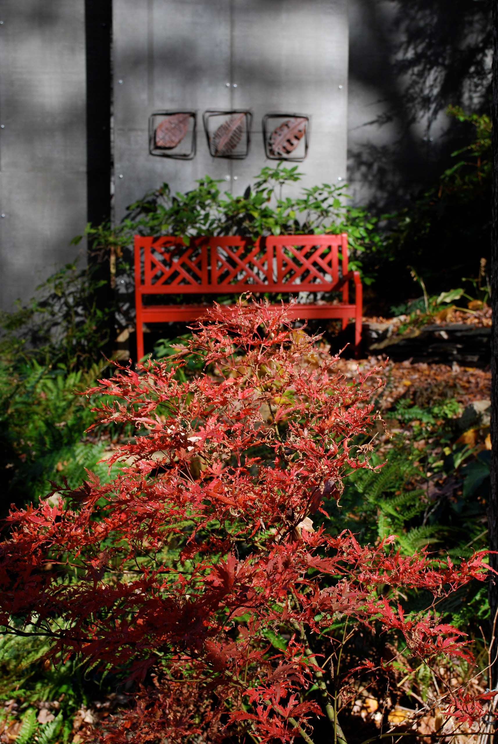 Ariadne Japanese maple in fall color.