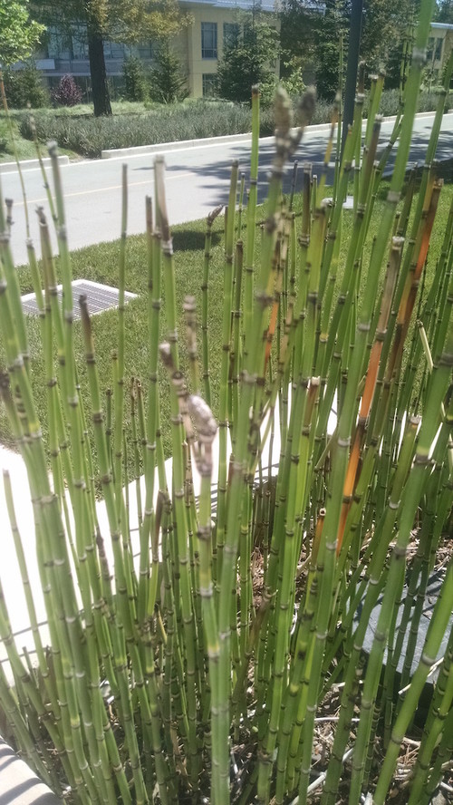 plant id please bamboo looking plant plant id please bamboo looking plant