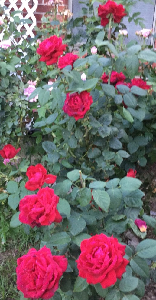 Your favorite and best red roses