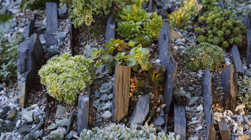 Альпинарии