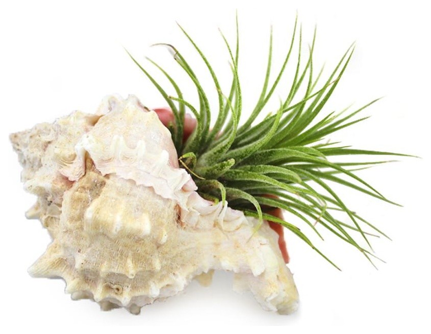 Hermit Crab, Murex Shell With Live Tillandsia Air Plant