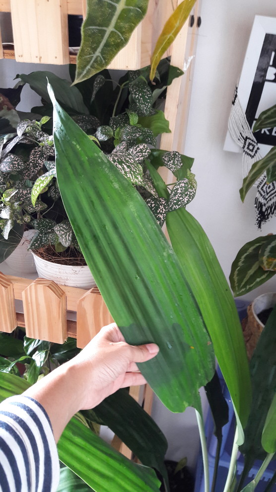 red dracaena marginata Buy Dracaena Red Margined