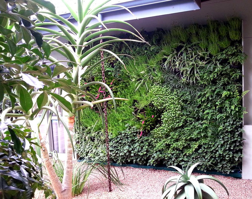 This is an example of a small contemporary backyard full sun garden in Melbourne with a vertical garden.